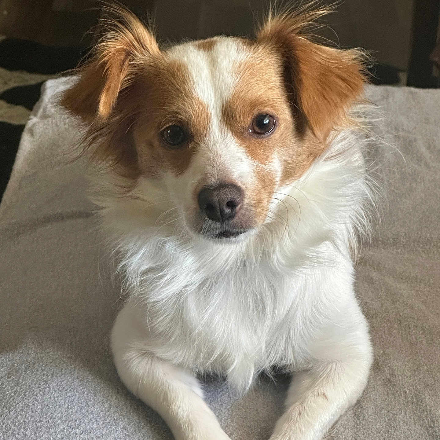 Teddy is registered to the contest to win money with this photo: alert, animal, brown, canine, closeup, cute, dog, ears, face, friendly, fur, indoor, laying, looking, nose, paws, pet, portrait, soft, white