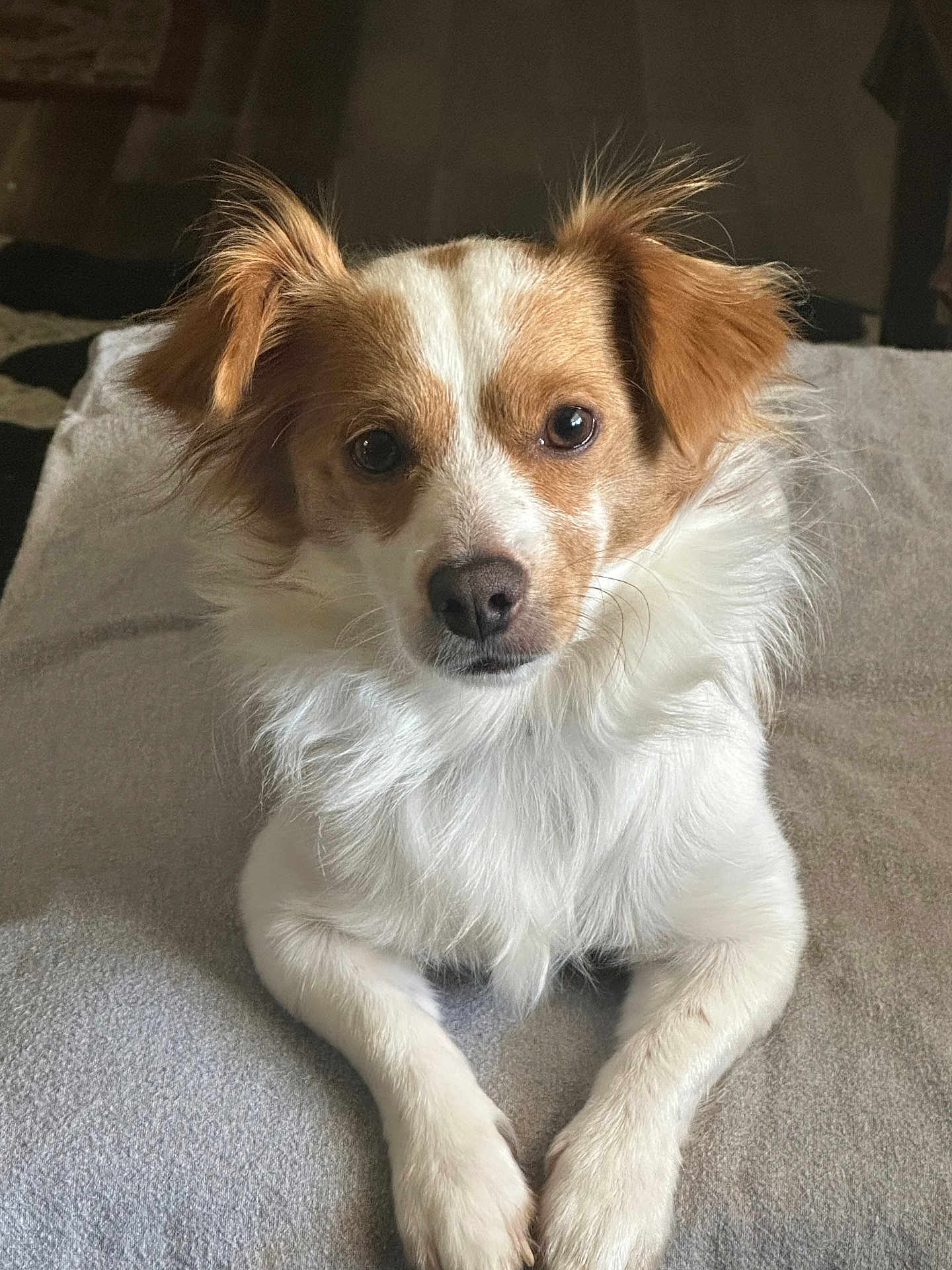 Teddy is registered to the contest to win money with this photo: dog, pet, animal, white, brown, fur, ears, nose, paws, indoor, cute, portrait, canine, looking, laying, closeup, soft, face, friendly, alert