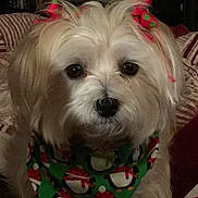 Tessa is registered to the contest to win money with this photo: dog, white_dog, pet, bandana, holiday, christmas, penguin_pattern, bow, cute, fluffy, indoors, blanket, cozy, pet_accessory, fur, animal, face, portrait, closeup, cute_pet