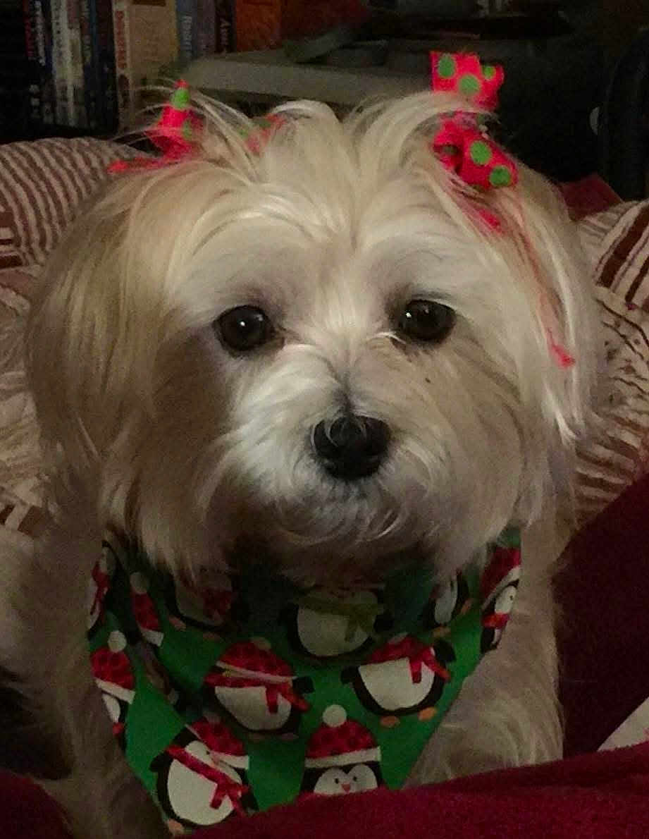 Tessa is registered to the contest to win money with this photo: dog, white_dog, pet, bandana, holiday, christmas, penguin_pattern, bow, cute, fluffy, indoors, blanket, cozy, pet_accessory, fur, animal, face, portrait, closeup, cute_pet
