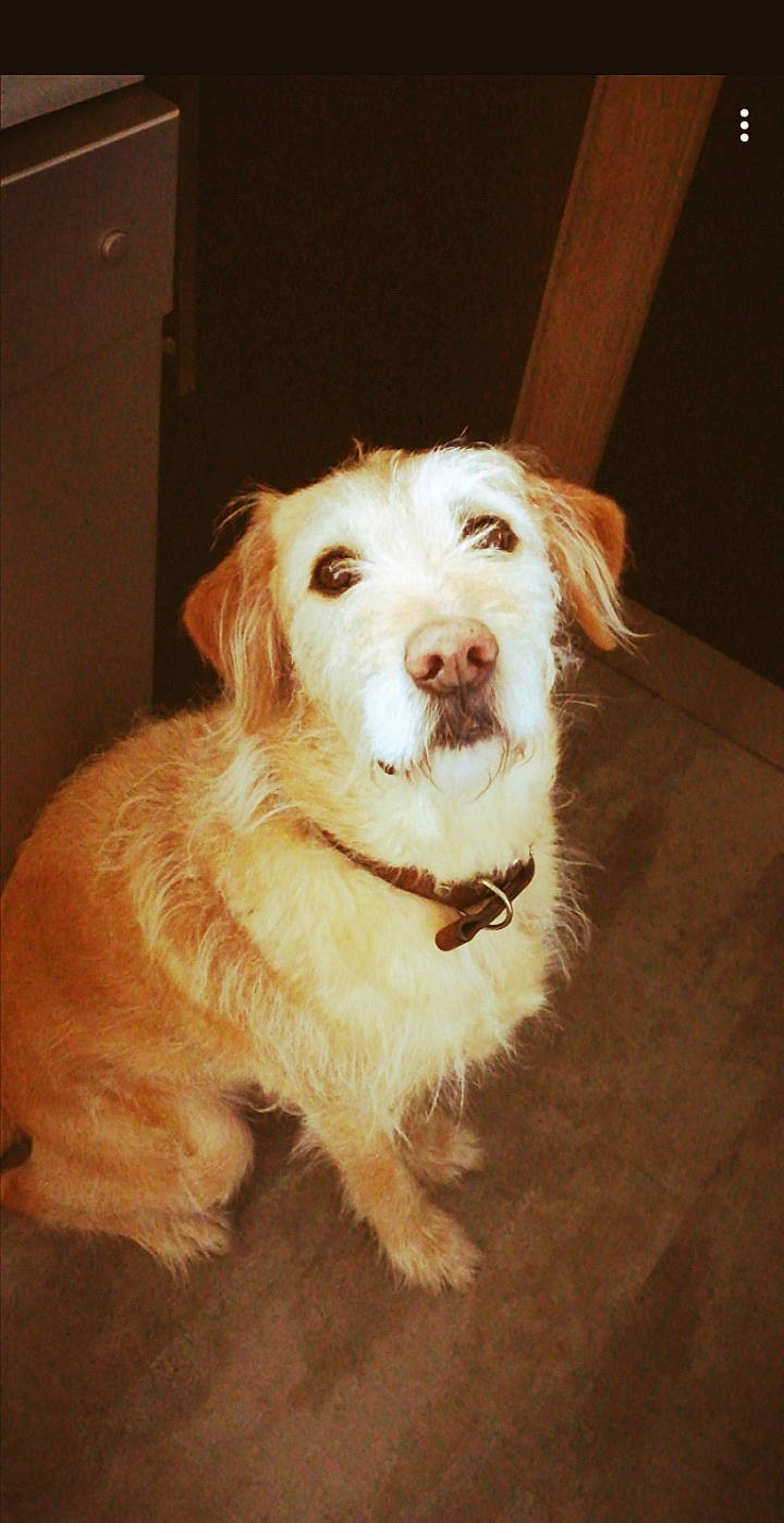 Youm participe au concours pour gagner de l'argent avec cette photo : canidae, carnivore, companion_dog, dog, dog_breed, fur, smile, snout, sporting_group, terrestrial_animal, whiskers, working_animal