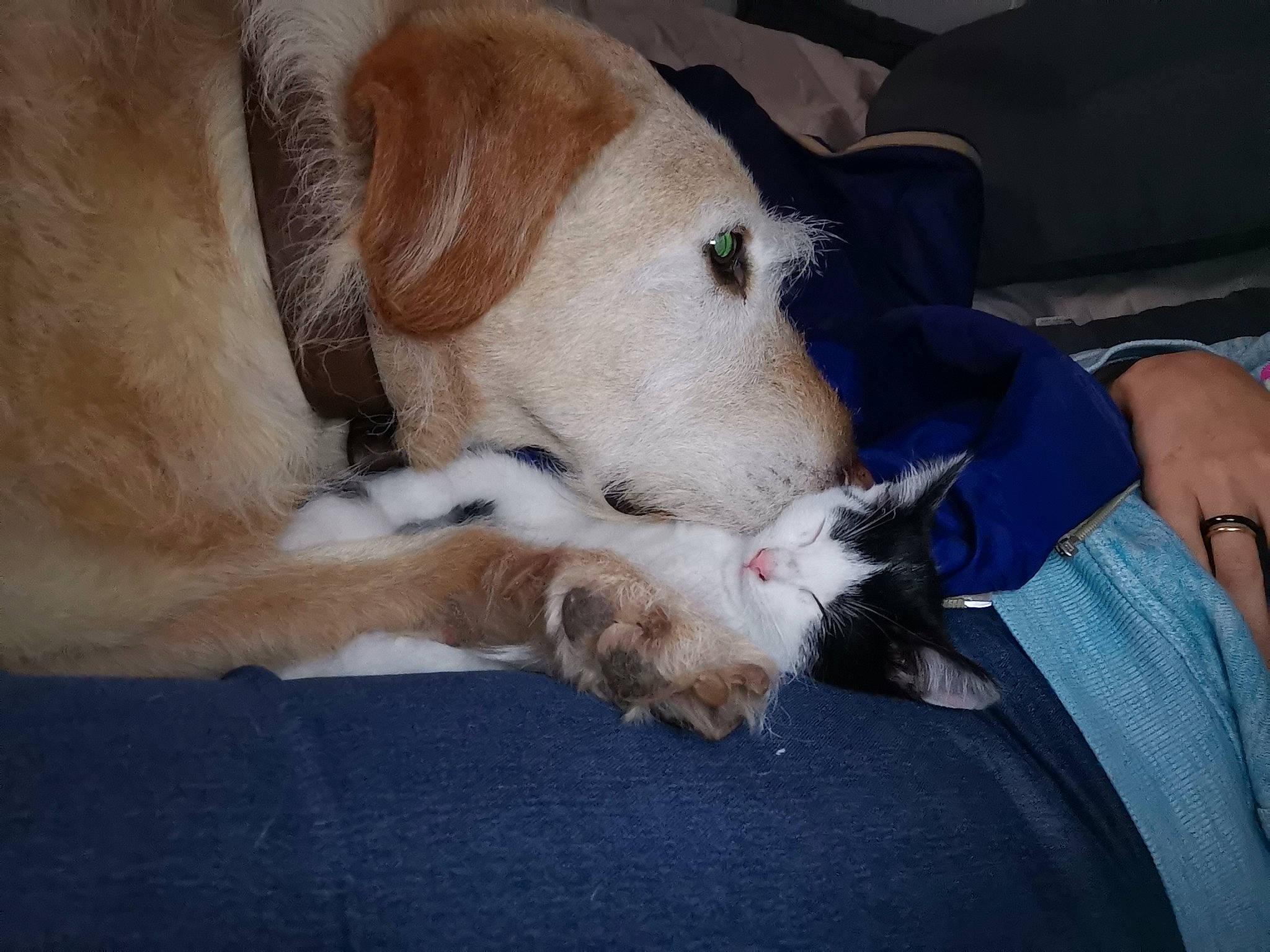 Youm participe au concours pour gagner de l'argent avec cette photo : canidae, carnivore, collar, comfort, companion_dog, dog, dog_breed, fawn, fur, nap, non_sporting_group, paw, puppy_love, retriever, snout, sporting_group, street_dog, whiskers, working_animal