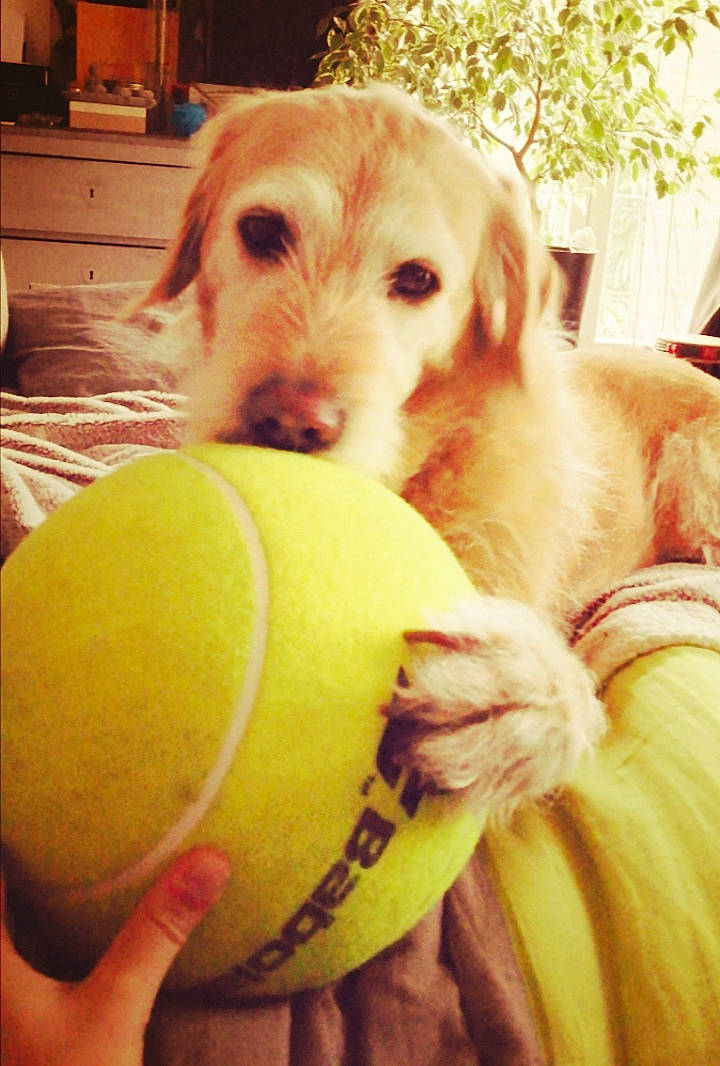Youm participe au concours pour gagner de l'argent avec cette photo : ball, carnivore, companion_dog, dog, dog_breed, dog_toy, fawn, happy, light, morning, paw, retriever, selfie, service, snout, sports_equipment, tennis_ball, toy, working_animal, yellow