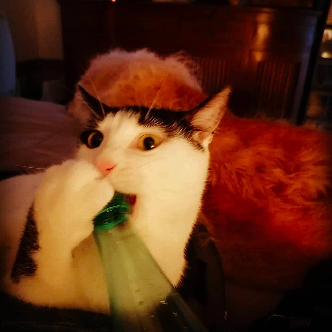 Moustique participe au concours pour gagner de l'argent avec cette photo : carnivore, cat, domestic_short_haired_cat, fawn, felidae, fur, small_to_medium_sized_cats, snout, tail, terrestrial_animal, whiskers