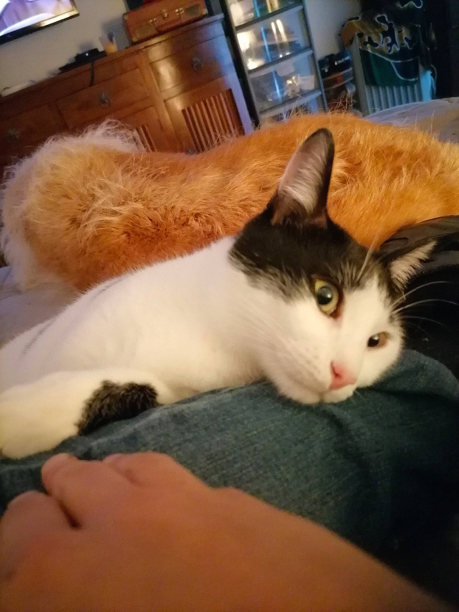 Moustique a rejoint le concours — aidez-le/la à gagner de superbes lots ! box, carnivore, cat, comfort, domestic_short_haired_cat, felidae, flooring, fur, hardwood, lamp, lap, nap, paw, room, sleep, small_to_medium_sized_cats, snout, tail, whiskers, wood