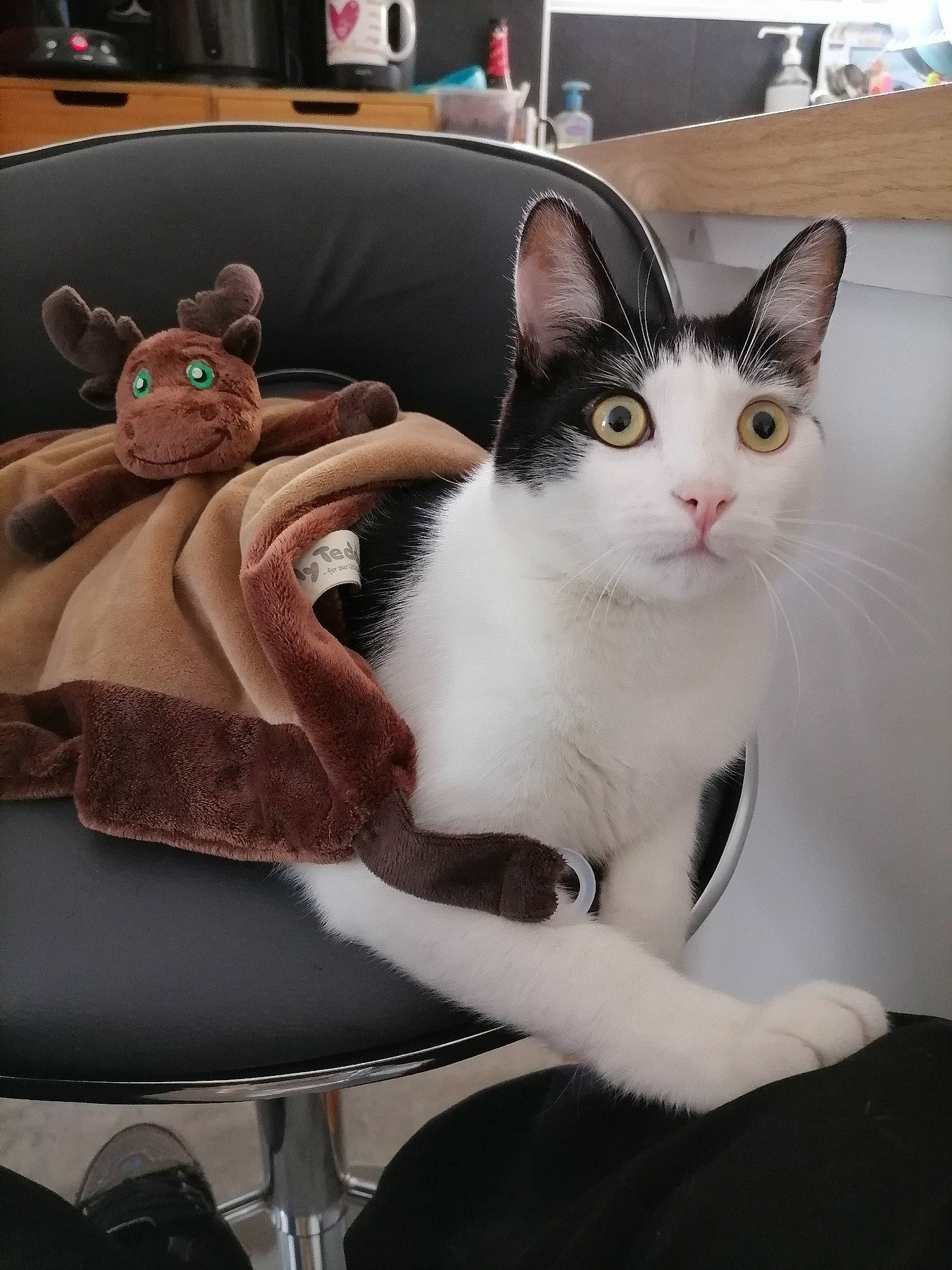 Moustique a rejoint le concours — aidez-le/la à gagner de superbes lots ! box, carnivore, cat, comfort, domestic_short_haired_cat, felidae, formal_wear, fur, sitting, small_to_medium_sized_cats, tail, whiskers