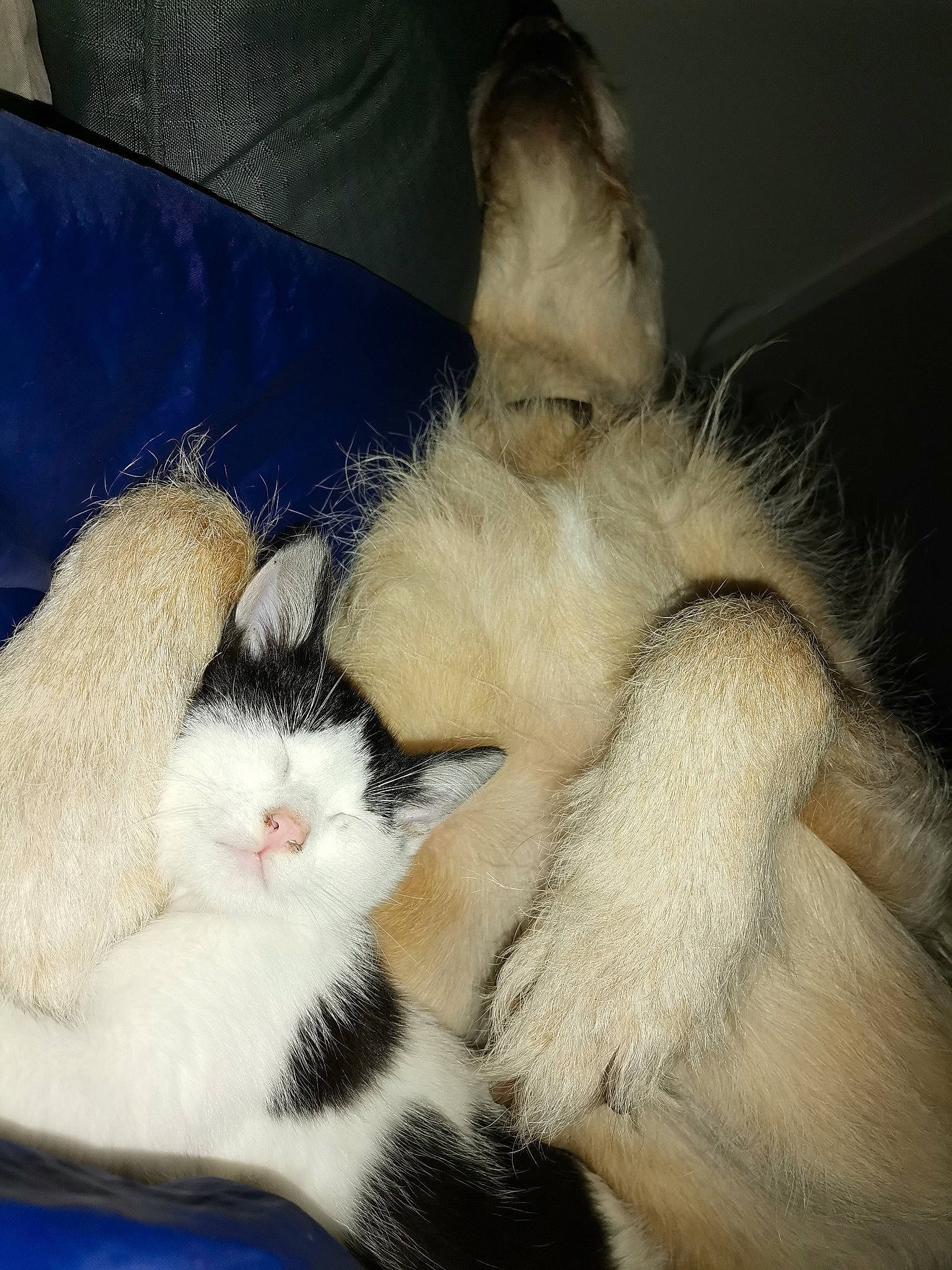 Moustique participe au concours pour gagner de l'argent avec cette photo : carnivore, cat, claw, cloud, comfort, domestic_short_haired_cat, felidae, foot, fur, human_leg, lap, linens, mammal, nap, paw, sleep, small_to_medium_sized_cats, snout, tail, whiskers