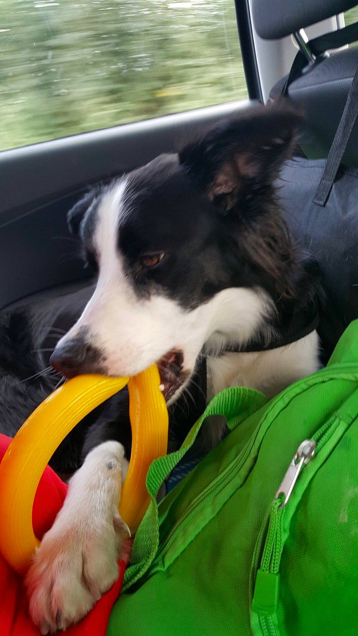 Lexy a rejoint le concours — aidez-le/la à gagner de superbes lots ! border_collie, canidae, carnivore, companion_dog, dog, dog_breed, herding_dog, mammal, mcnab, nose, snout, sporting_group, working_dog