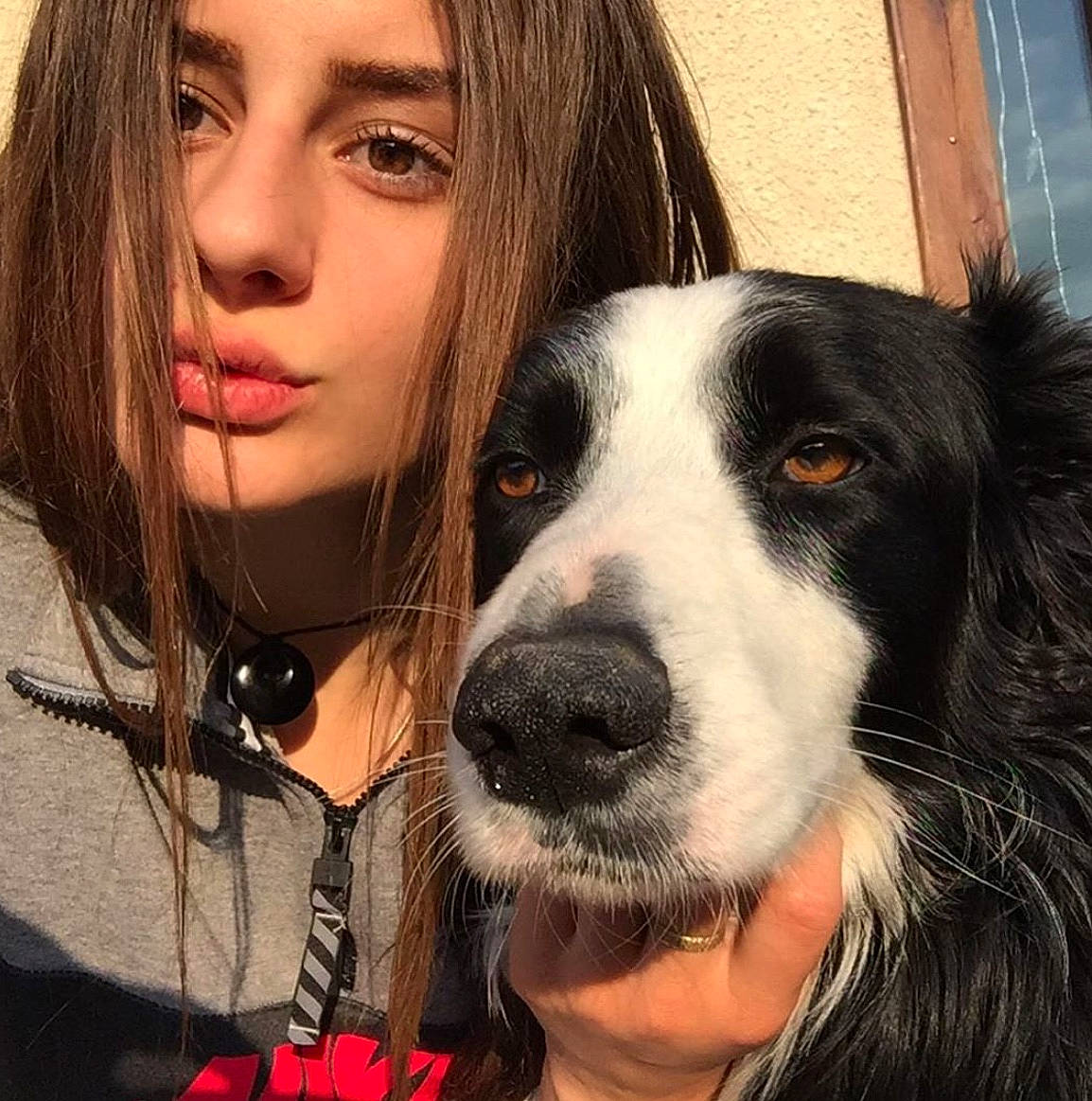 Lexy participe au concours pour gagner de l'argent avec cette photo : border_collie, canidae, carnivore, companion_dog, dog, dog_breed, head, nose, photography, puppy_love, snout, sporting_group