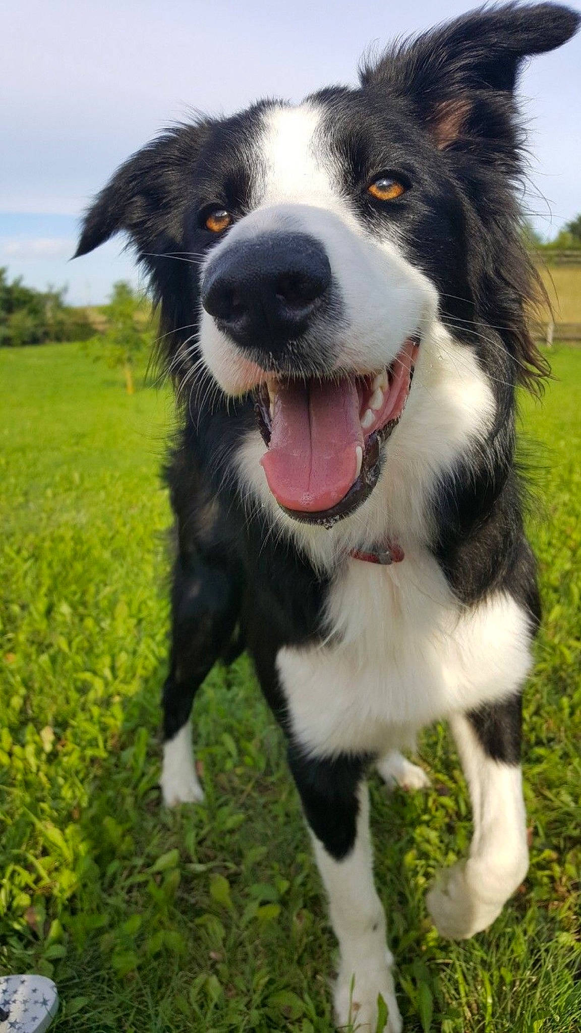 Lexy a rejoint le concours — aidez-le/la à gagner de superbes lots ! australian_collie, australian_shepherd, border_collie, canidae, carnivore, companion_dog, dog, dog_breed, english_shepherd, herding_dog, mammal, mcnab, miniature_australian_shepherd, rare_breed_dog, snout, sporting_group, stabyhoun, vertebrate, welsh_sheepdog, working_dog