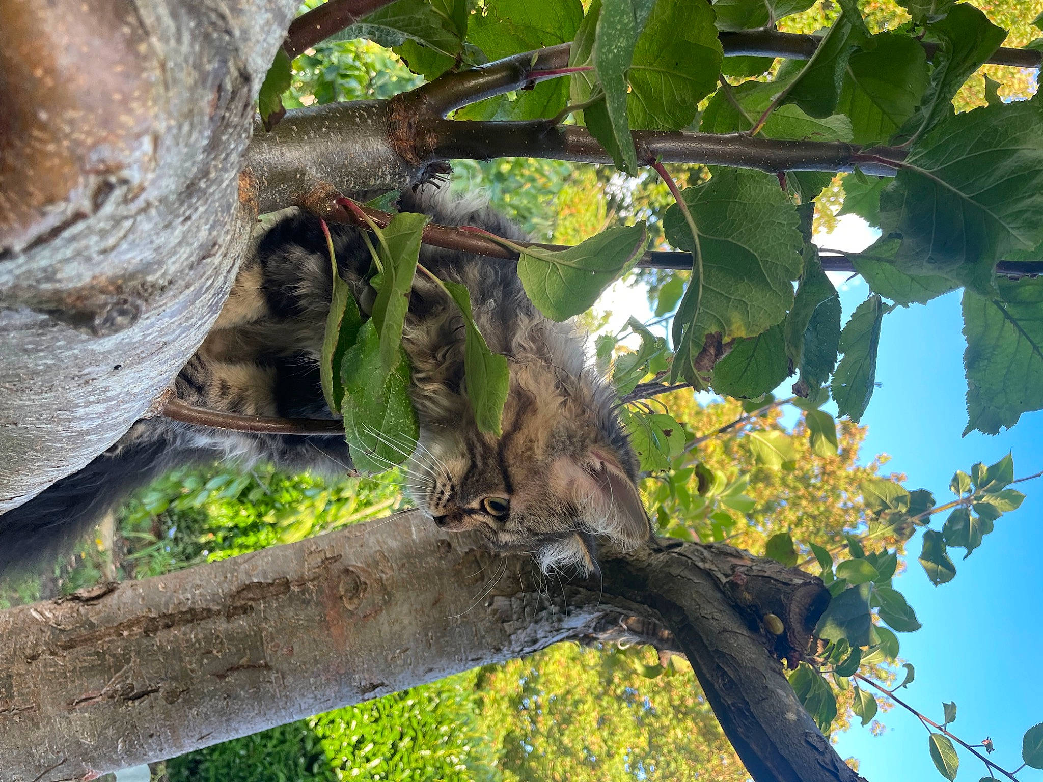 Luffy a rejoint le concours — aidez-le/la à gagner de superbes lots ! branch, jungle, leaf, mammal, marsupial, plant, plant_stem, rodent, sky, tail, terrestrial_animal, tree, trunk, twig, vertebrate, wildlife, wood, woody_plant