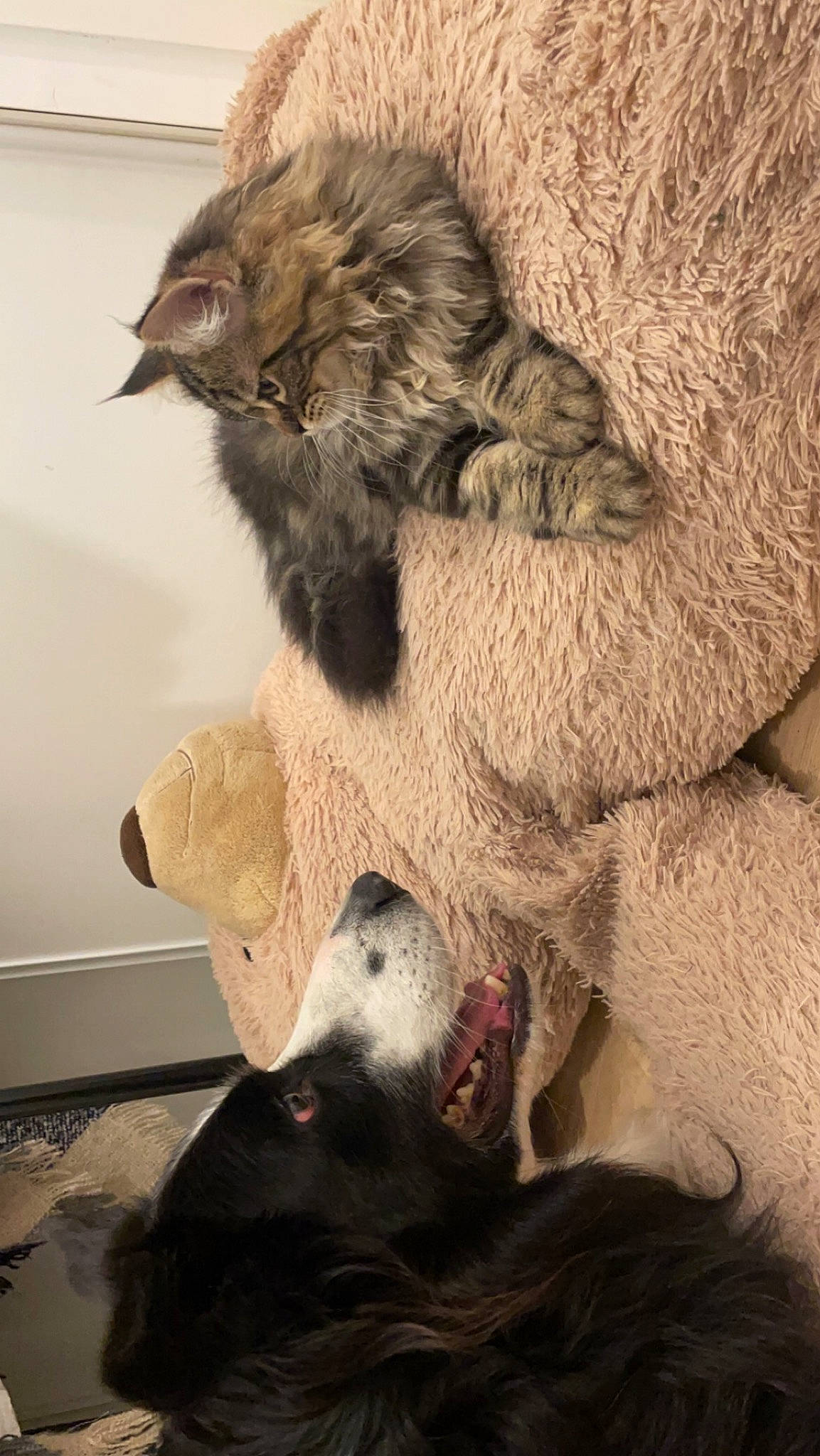 Luffy a rejoint le concours — aidez-le/la à gagner de superbes lots ! art, carnivore, cat, claw, comfort, couch, dog_breed, fawn, felidae, fur, fur_clothing, paw, small_to_medium_sized_cats, snout, stuffed_toy, tail, terrestrial_animal, textile, toy, whiskers