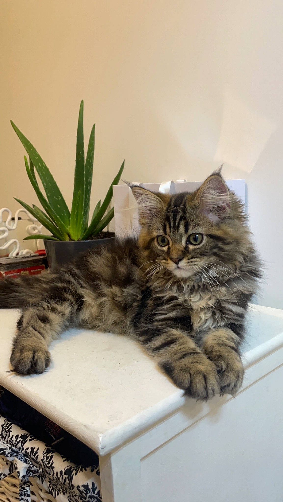 Luffy participe au concours pour gagner de l'argent avec cette photo : carnivore, cat, claw, comfort, domestic_short_haired_cat, felidae, flowerpot, fur, houseplant, paw, plant, small_to_medium_sized_cats, tail, terrestrial_animal, whiskers