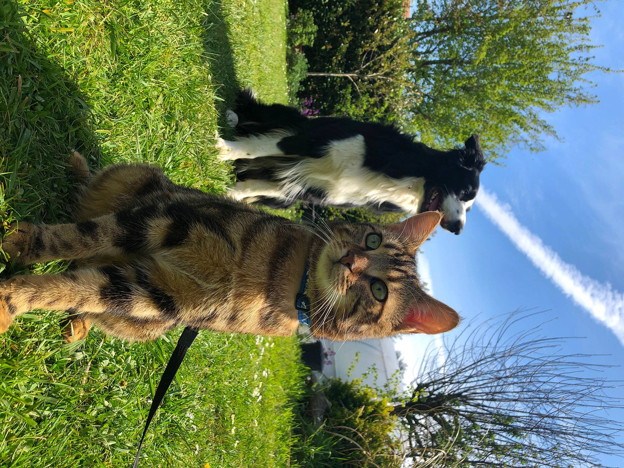 Billy a rejoint le concours — aidez-le/la à gagner de superbes lots ! carnivore, cat, dog_breed, domestic_short_haired_cat, felidae, grass, grass_family, lawn, leaf, leisure, plant, sky, small_to_medium_sized_cats, sporting_group, sunlight, tail, terrestrial_animal, tree, trunk, whiskers