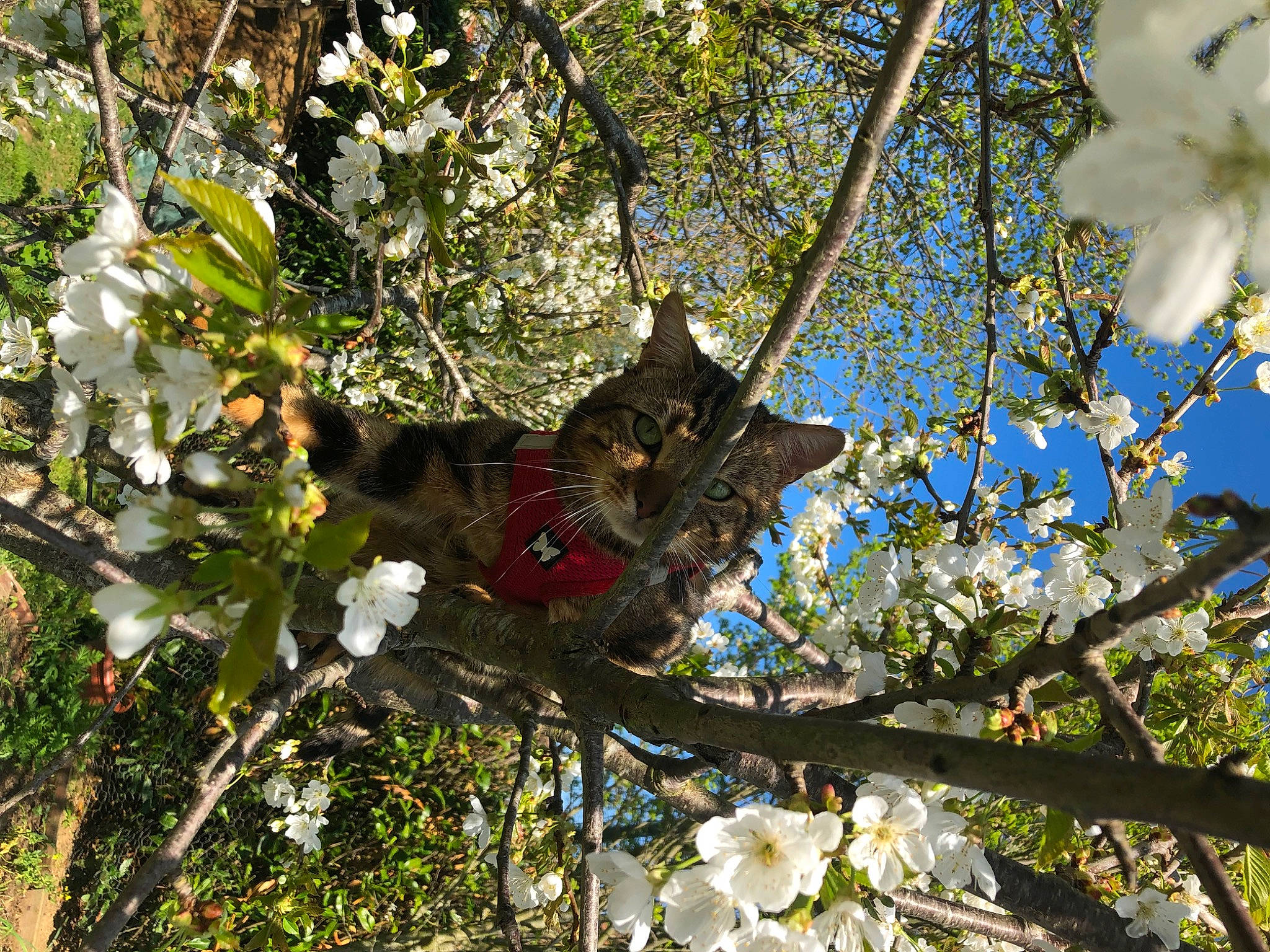 Billy participe au concours pour gagner de l'argent avec cette photo : art, blossom, branch, carnivore, cat, deciduous, domestic_short_haired_cat, felidae, flower, flowering_plant, grass, plant, sky, small_to_medium_sized_cats, tail, tree, trunk, twig, whiskers, wildlife