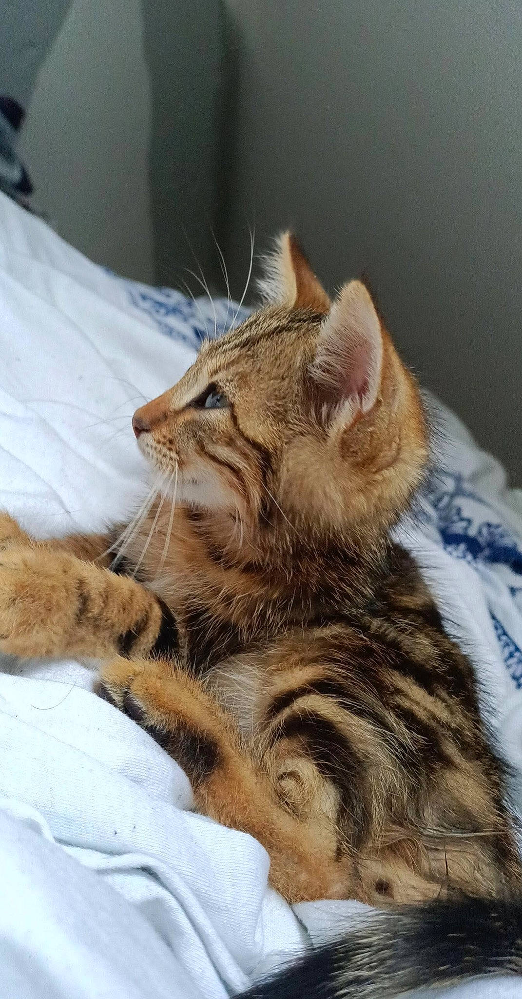 Billy participe au concours pour gagner de l'argent avec cette photo : carnivore, cat, claw, comfort, domestic_short_haired_cat, ear, fawn, felidae, fur, mammal, nap, paw, sleep, small_to_medium_sized_cats, snout, tail, terrestrial_animal, whiskers, wildlife