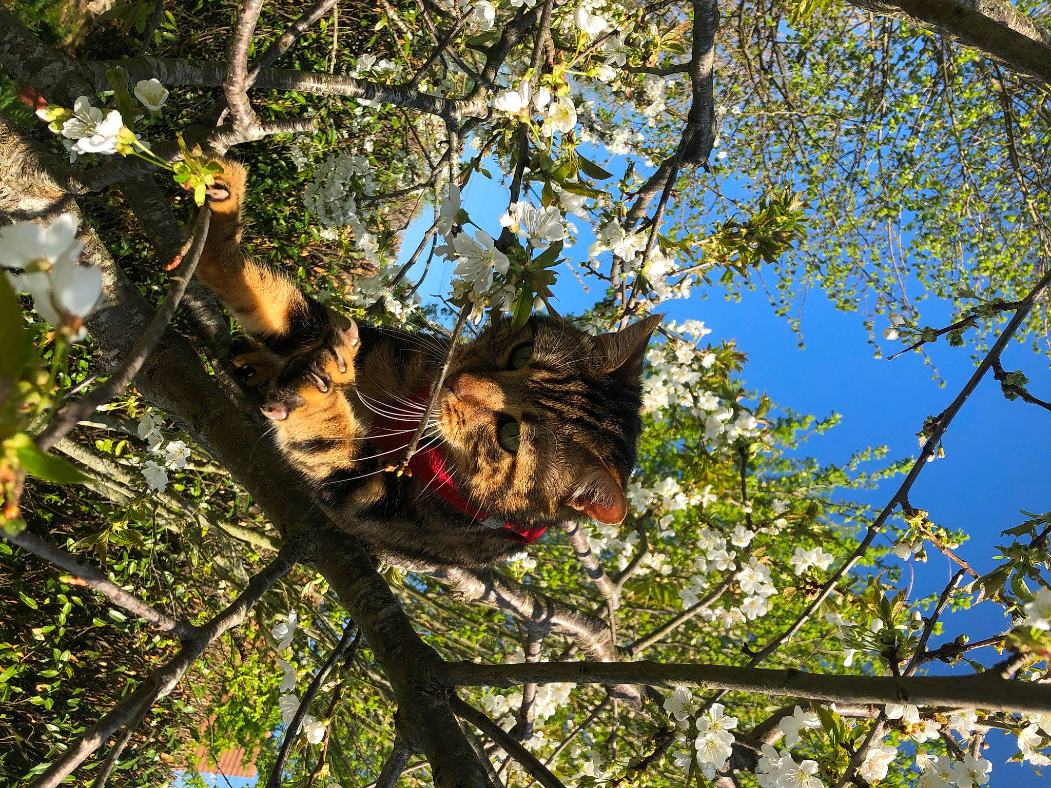 Billy participe au concours pour gagner de l'argent avec cette photo : branch, deciduous, forest, grass, jungle, leisure, northern_hardwood_forest, organism, pattern, people_in_nature, plant, plant_stem, recreation, sky, temperate_broadleaf_and_mixed_forest, tree, trunk, twig, wildlife, wood