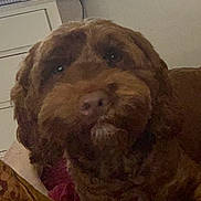 Walter is registered to the contest to win money with this photo: dog, brown_dog, curly_fur, pet, indoor, closeup, animal, canine, face, snout, fur, ears, eyes, nose, muzzle, companion, portrait, domestic_animal, furniture, couch