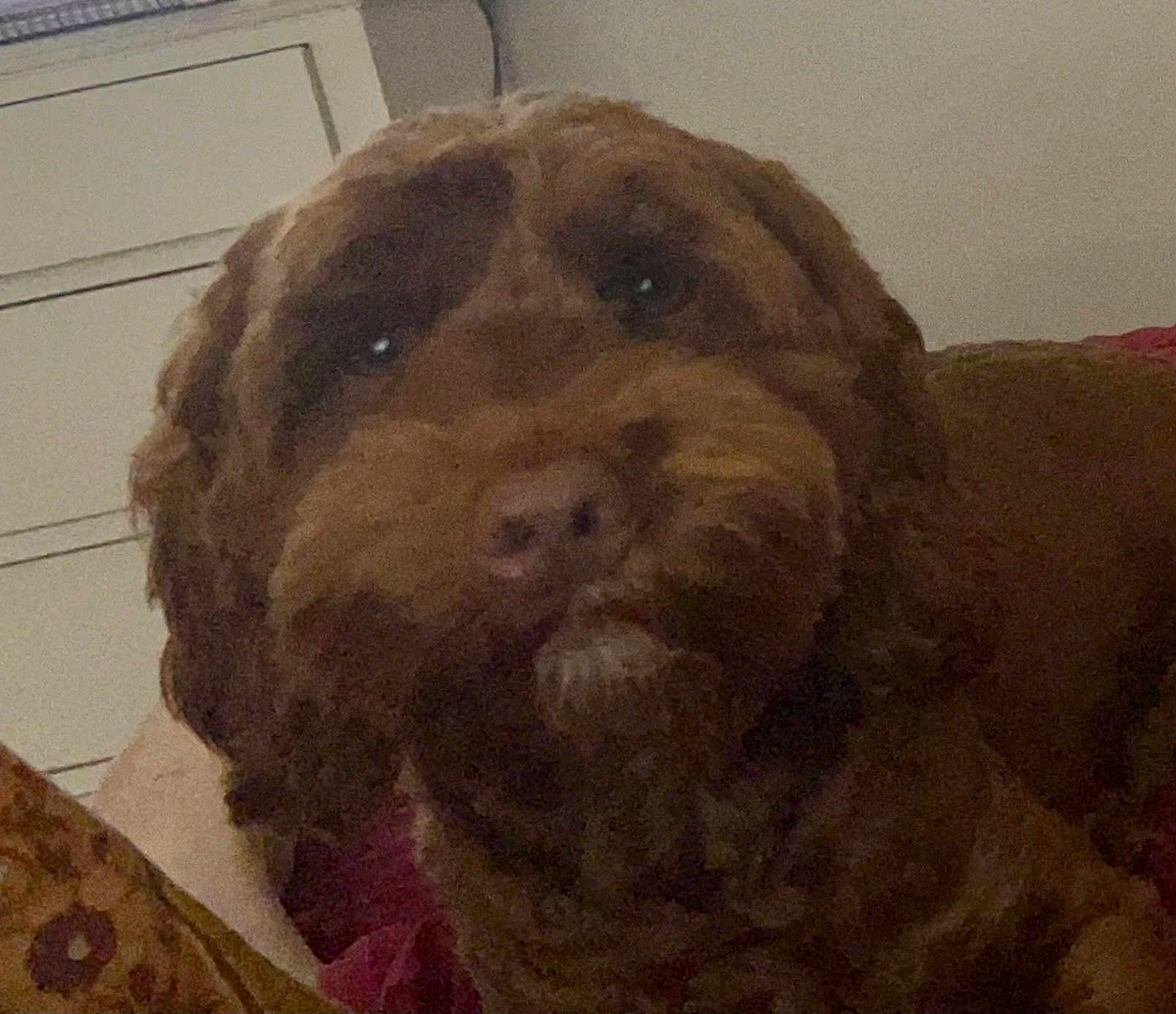 Walter is registered to the contest to win money with this photo: dog, brown_dog, curly_fur, pet, indoor, closeup, animal, canine, face, snout, fur, ears, eyes, nose, muzzle, companion, portrait, domestic_animal, furniture, couch