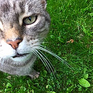 Le Gris participe au concours pour gagner de l'argent avec cette photo :