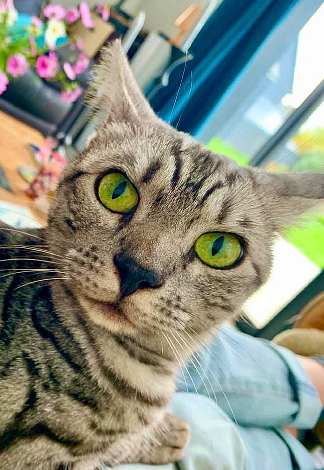 Oma a rejoint le concours — aidez-le/la à gagner de superbes lots ! carnivore, cat, domestic_short_haired_cat, felidae, fur, iris, small_to_medium_sized_cats, snout, tabby_cat, vertebrate, whiskers