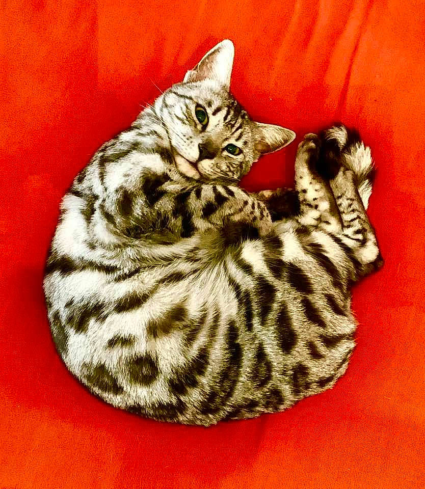 Oma a rejoint le concours — aidez-le/la à gagner de superbes lots ! california_spangled, carnivore, cat, domestic_short_haired_cat, felidae, fur, ocicat, orange, small_to_medium_sized_cats, tabby_cat, tail, whiskers