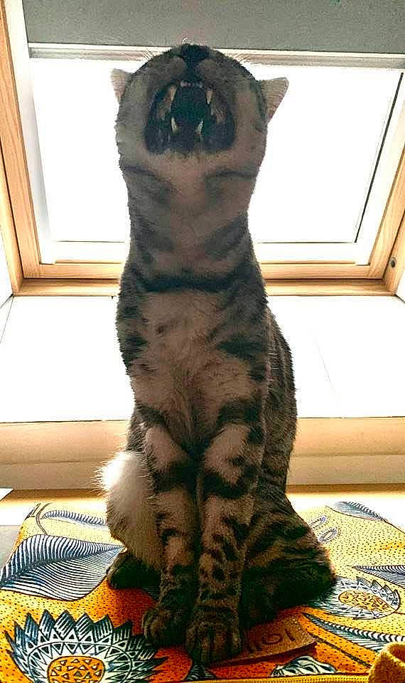 Oma participe au concours pour gagner de l'argent avec cette photo : carnivore, carpet, cat, daylighting, domestic_short_haired_cat, felidae, fur, linens, paw, small_to_medium_sized_cats, snout, tabby_cat, tail, terrestrial_animal, toe, vertebrate, whiskers