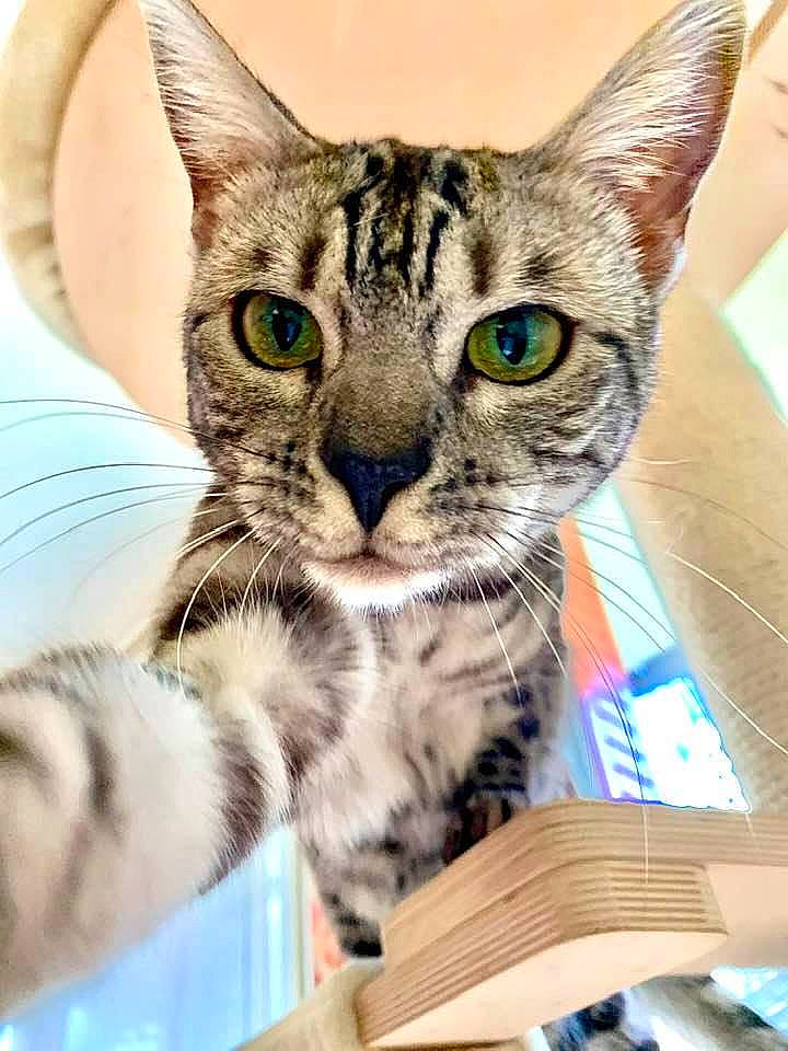 Oma a rejoint le concours — aidez-le/la à gagner de superbes lots ! carnivore, cat, curious, domestic_short_haired_cat, felidae, fur, iris, kitten, paw, pet_supply, small_to_medium_sized_cats, snout, tabby_cat, terrestrial_animal, vertebrate, whiskers