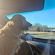 Zeus is registered to the contest to win money with this photo: dog, long_haired_dog, fluffy, pet, animal, passenger, car, dashboard, windshield, road, driving, outdoor, sunlight, blue_sky, landscape, trees, grass, vehicle, portrait, travel