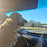 dog, long_haired_dog, fluffy, pet, animal, passenger, car, dashboard, windshield, road, driving, outdoor, sunlight, blue_sky, landscape, trees, grass, vehicle, portrait, travel
