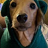 Zeus is registered to the contest to win money with this photo: dog, pet, animal, portrait, close_up, face, eyes, nose, hood, hoodie, teal, clothing, indoors, home, cute, funny, cozy, sitting, long_ears, brown_fur