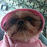 dog, shih_tzu, small_dog, pet, pink_hood, pink_clothing, hoodie, fluffy, fur, close_up, portrait, face, eyes, nose, whiskers, indoors, leafy_background, wallpaper, cute, serious_expression