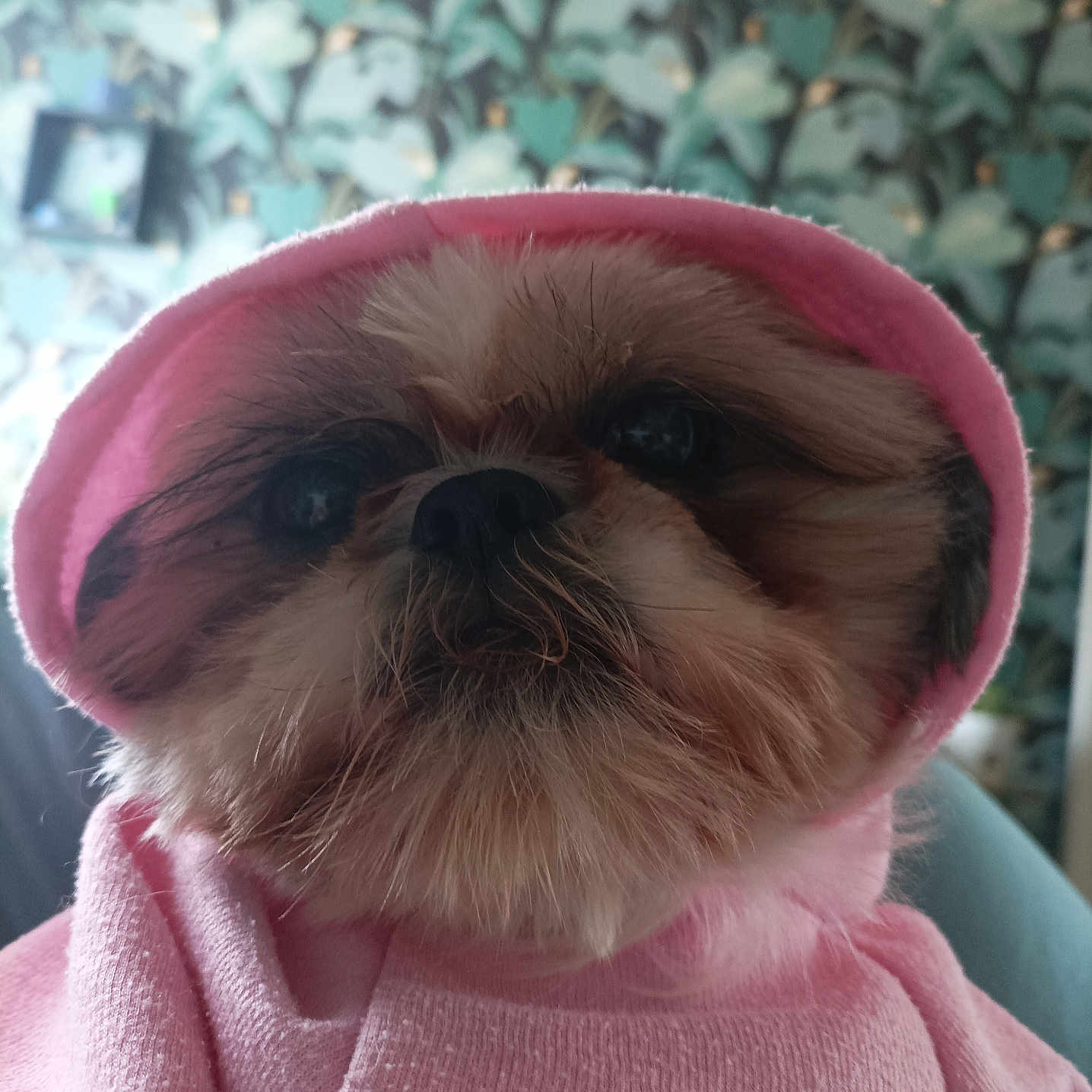 Molly