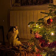 Stella participe au concours pour gagner de l'argent avec cette photo : cat, christmas_tree, lights, ornaments, blanket, indoor, holiday, decorations, furniture, window, radiator, night, warm_lighting, black_and_white_cat, festive, cozy, soft_texture, curious, pet, animal