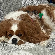 Sophie joined the competition — help win amazing prizes! dog, cavalier_king_charles_spaniel, pet, brown_and_white, fur, bedding, blanket, indoor, sleeping, resting, close_up, face, nose, paws, collar, id_tag, cozy, sleepy, domestic_animal, portrait