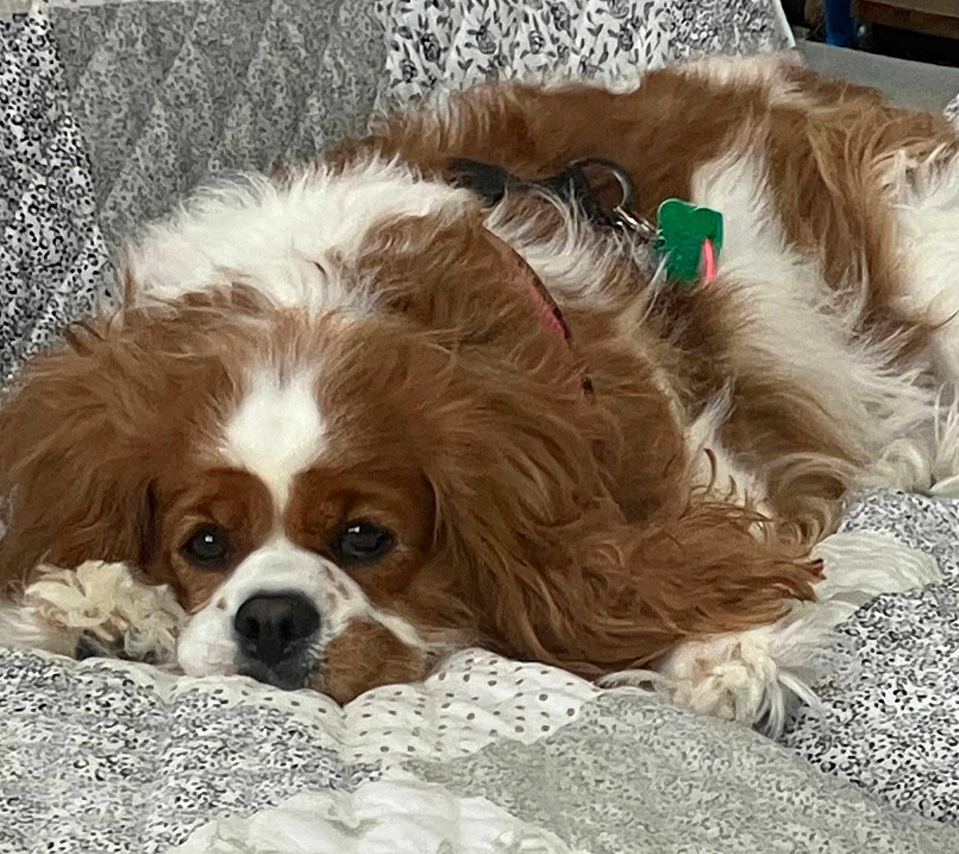 Sophie joined the competition — help win amazing prizes! dog, cavalier_king_charles_spaniel, pet, brown_and_white, fur, bedding, blanket, indoor, sleeping, resting, close_up, face, nose, paws, collar, id_tag, cozy, sleepy, domestic_animal, portrait