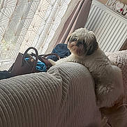 Umy participe au concours pour gagner de l'argent avec cette photo : dog, pet, couch, sofa, curtain, window, radiator, handbag, cushion, living_room, cozy, sleepy, fluffy, white_fur, portrait, indoor, domestic, purse, drapery, patterned_textile