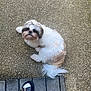 dog, shih_tzu, pet, small_dog, white_fur, brown_fur, tail, fur, sitting, pavement, concrete, porch, shoe, sandal, sock, owner_foot, outdoors, grass, looking_up, cute
