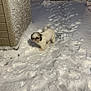 Umy a rejoint le concours — aidez-le/la à gagner de superbes lots ! dog, small_dog, snow, footprints, fence, gate, night, outdoors, backyard, lamp, light, cold, winter, pet, fur, paw_prints, fluffy, path, building, wall