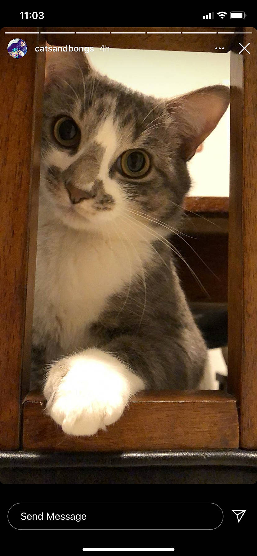 Takeda is registered to the contest to win money with this photo: aegean_cat, american_wirehair, asian, carnivore, cat, domestic_short_haired_cat, felidae, kitten, ojos_azules, small_to_medium_sized_cats, whiskers