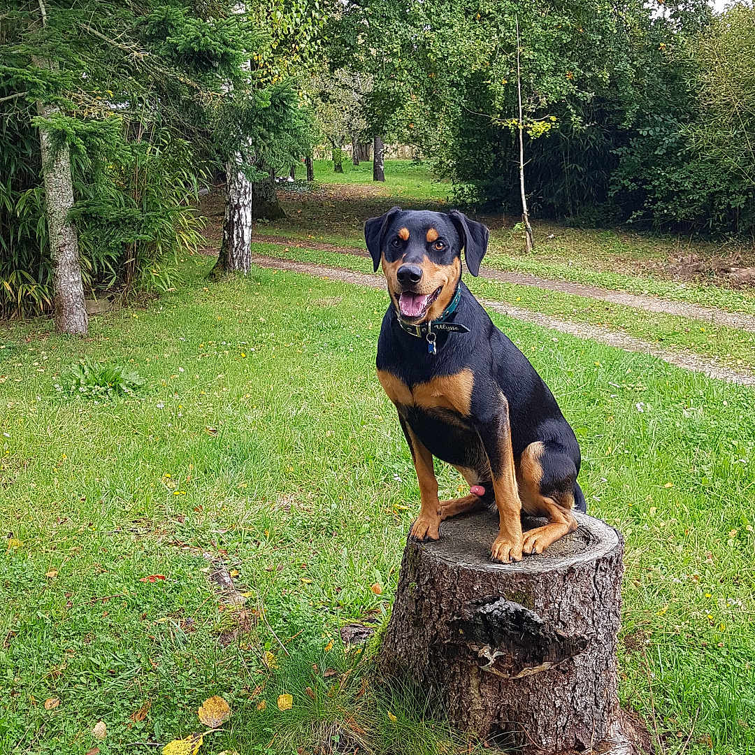 Ulysse a rejoint le concours — aidez-le/la à gagner de superbes lots ! animal, canine, dog, face, grass, grove, hound, land, nature, outdoors, park, pet, plant, puppy, rainforest, tree, treestump, treetrunk, vegetation, woodland