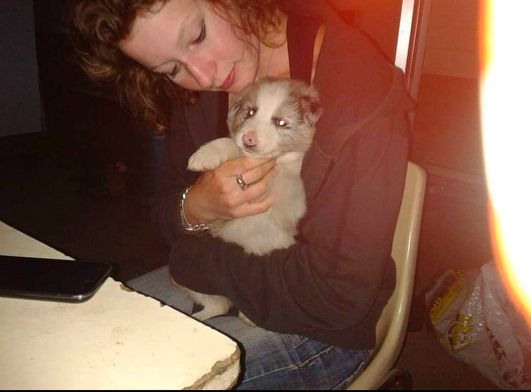 Hucky participe au concours pour gagner de l'argent avec cette photo : canidae, carnivore, companion_dog, dog, dog_breed, ear, fawn, person, puppy