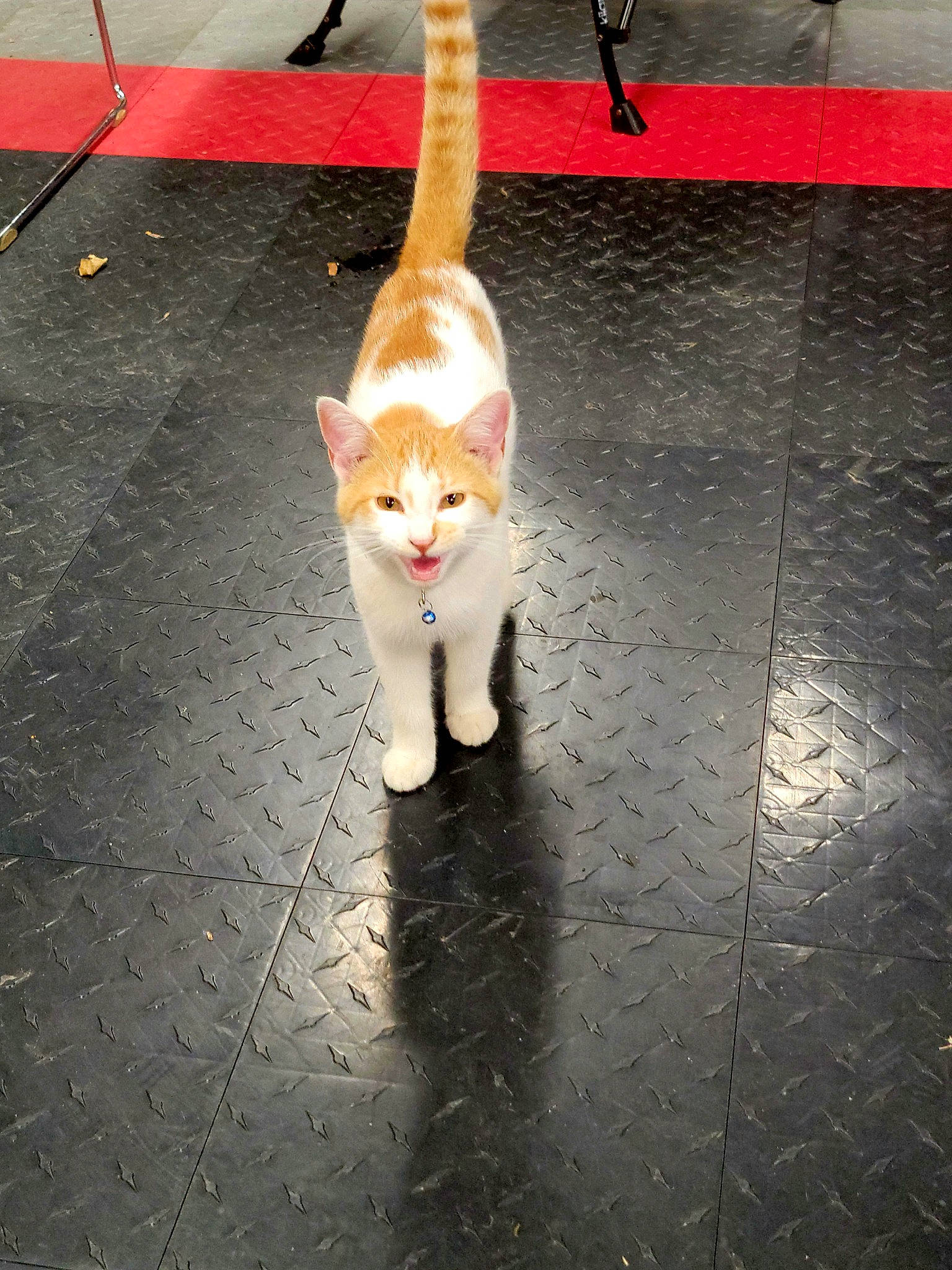 Clyde joined the competition — help win amazing prizes! asphalt, carnivore, cat, eye, fawn, felidae, floor, flooring, head, light, line, orange, road_surface, sidewalk, small_to_medium_sized_cats, snout, tail, tints_and_shades, whiskers, wood