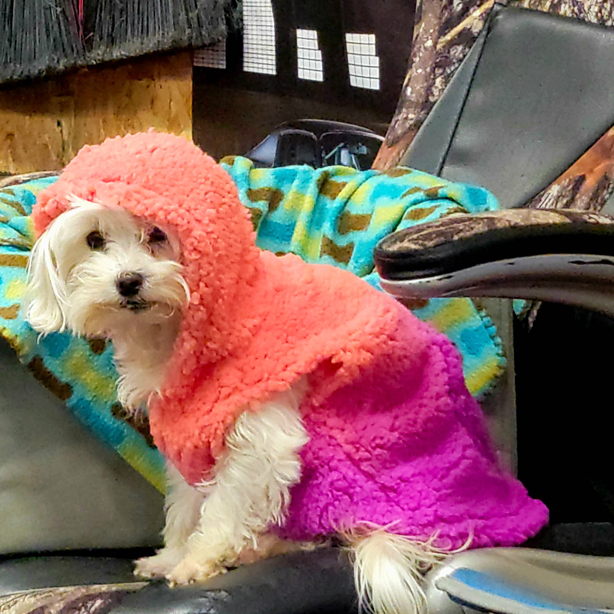 Tessa joined the competition — help win amazing prizes! carnivore, companion_dog, dog, dog_breed, dog_clothes, dog_collar, dog_supply, eyewear, fashion_accessory, fur, glasses, leash, magenta, pink, small_terrier, snout, sunglasses, terrier, toy_dog, water_dog