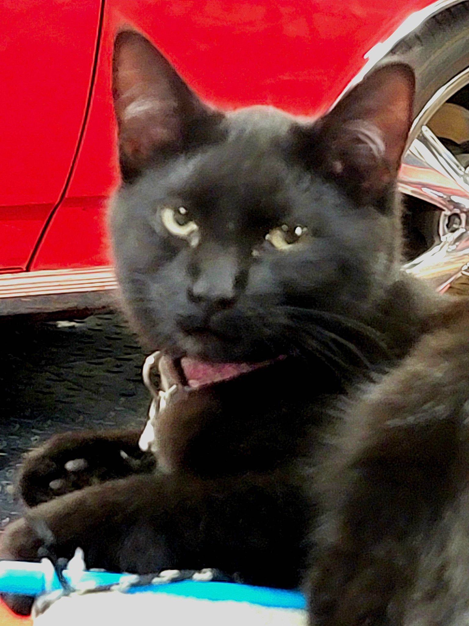 Bonnie joined the competition — help win amazing prizes! black_cat, carnivore, cat, cat_supply, claw, domestic_short_haired_cat, felidae, fur, paw, russian_blue, sitting, small_to_medium_sized_cats, snout, terrestrial_animal, tire, wheel, whiskers, window