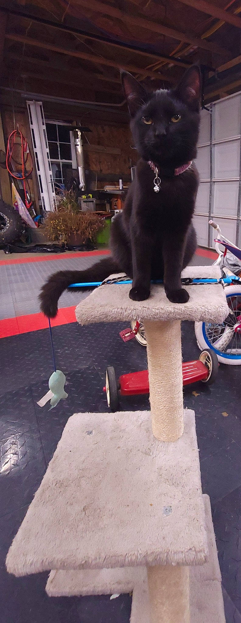 Bonnie is registered to the contest to win money with this photo: automotive_tire, bicycle_fork, bicycle_handlebar, bombay, carnivore, cat, domestic_short_haired_cat, felidae, fur, plant, road_surface, shadow, small_to_medium_sized_cats, tail, tire, wheel, whiskers