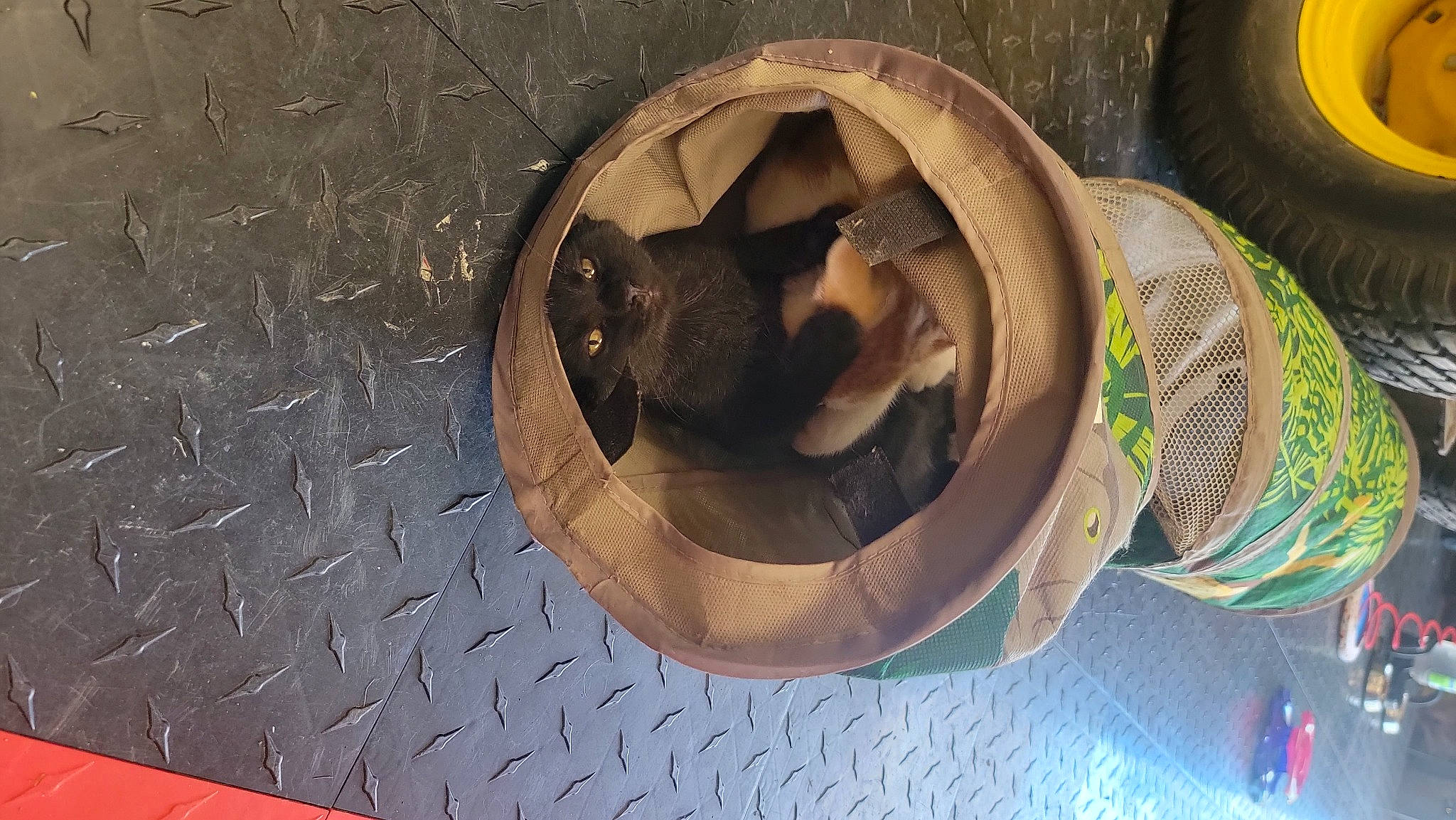 Bonnie joined the competition — help win amazing prizes! audio_equipment, auto_part, automotive_tire, automotive_wheel_system, ceiling, circle, flooring, gas, metal, musical_instrument, pattern, personal_protective_equipment, rim, wood