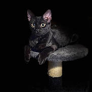 Milo joined the competition — help win amazing prizes! black_cat, cat, kitten, feline, pet, cat_tree, perch, paw, eyes, whiskers, ears, fur, portrait, low_key, spotlight, dark_background, indoor, close_up, animal, photography