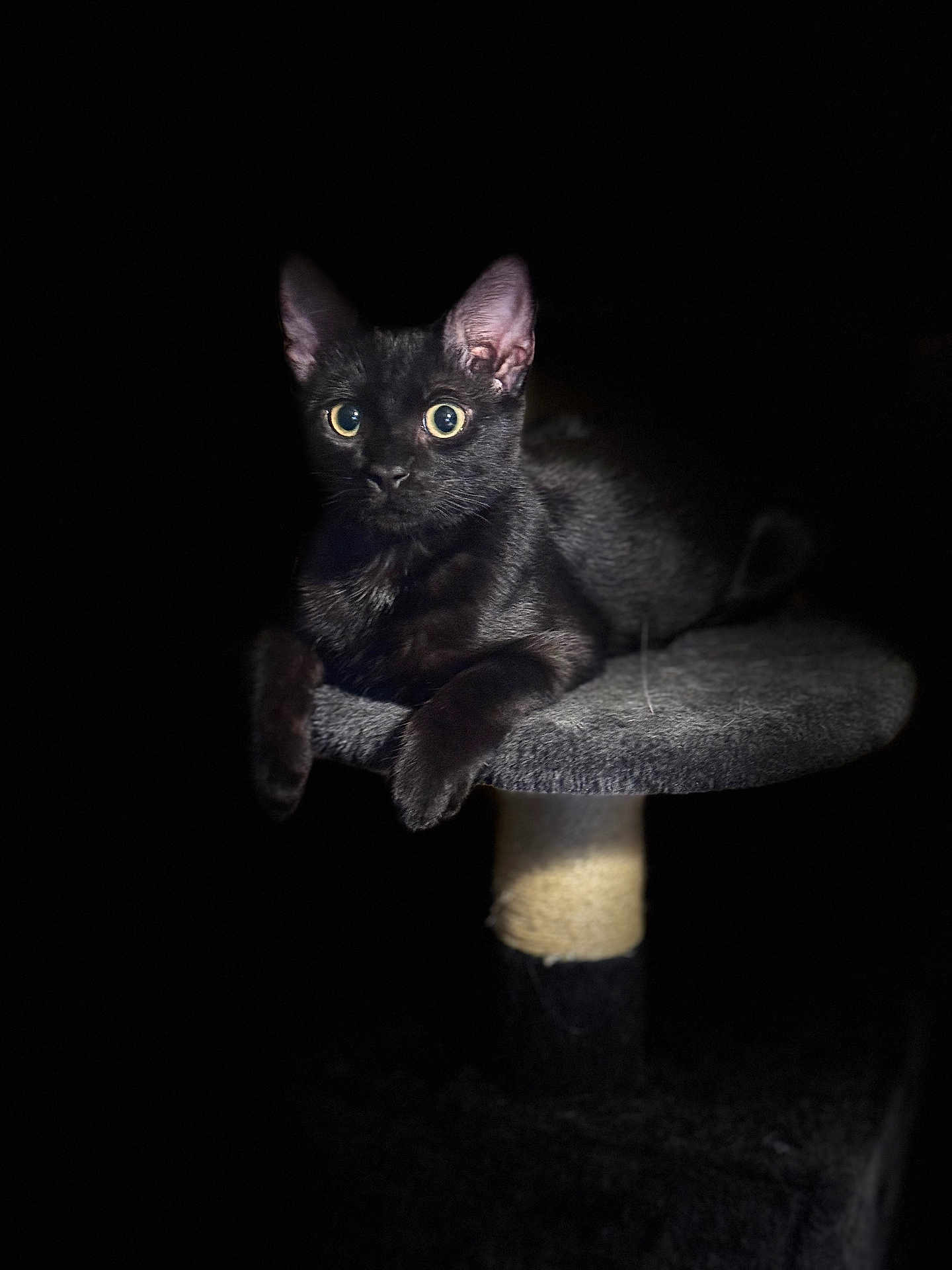 Milo joined the competition — help win amazing prizes! black_cat, cat, kitten, feline, pet, cat_tree, perch, paw, eyes, whiskers, ears, fur, portrait, low_key, spotlight, dark_background, indoor, close_up, animal, photography