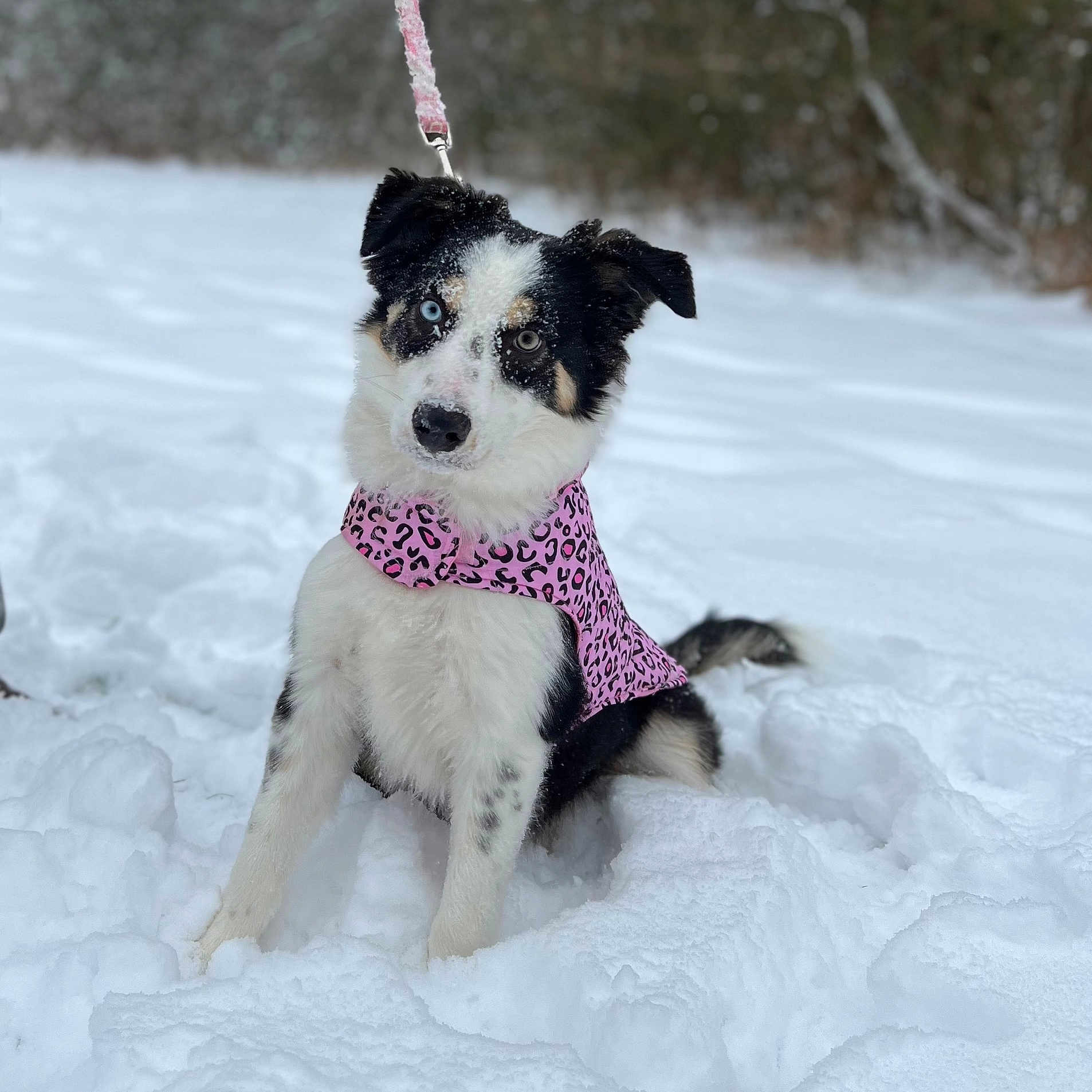 Sky is registered to the contest to win money with this photo: animal, black_and_white, canine, cold, cute, dog, fur, heterochromia, leash, mammal, nature, outdoor, pet, pink_vest, playful, portrait, sitting, snow, snowy, winter